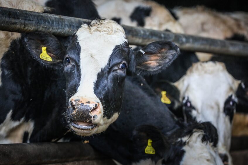 St Andrews Farmhouse Cheese Company dairy cows.