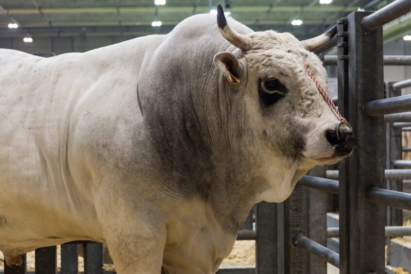 A Romagnola bull