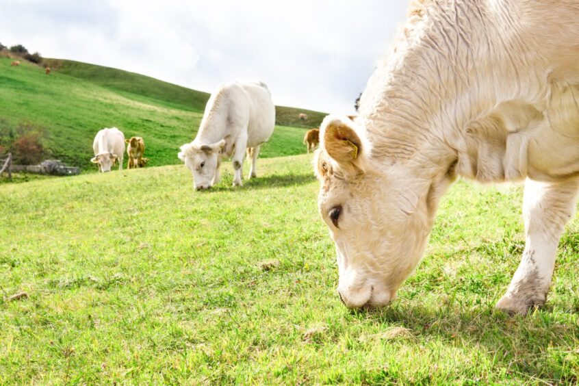 Romagna cattle grazing on an Italian hill