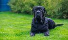 beautiful big dog cane corso italiano breed lying in the garden on green grass; Shutterstock ID 2291850751; purchase_order: ; job: