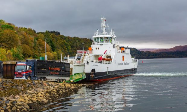 Livestock leaves a ferry docked at Lochaline in the West Highlands.