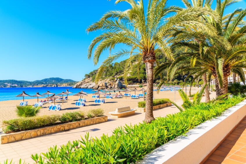 Palm trees on coastal promenade along sandy beach in Cala San Vicente bay on sunny summer day ibiza