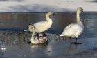 Swans were stuck in the frozen over pond at Cooper Park. Image: Lyndsey Stanford.