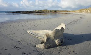 The skull washed up on an Inner Hebrides beach. Image: Samuel Watkiss