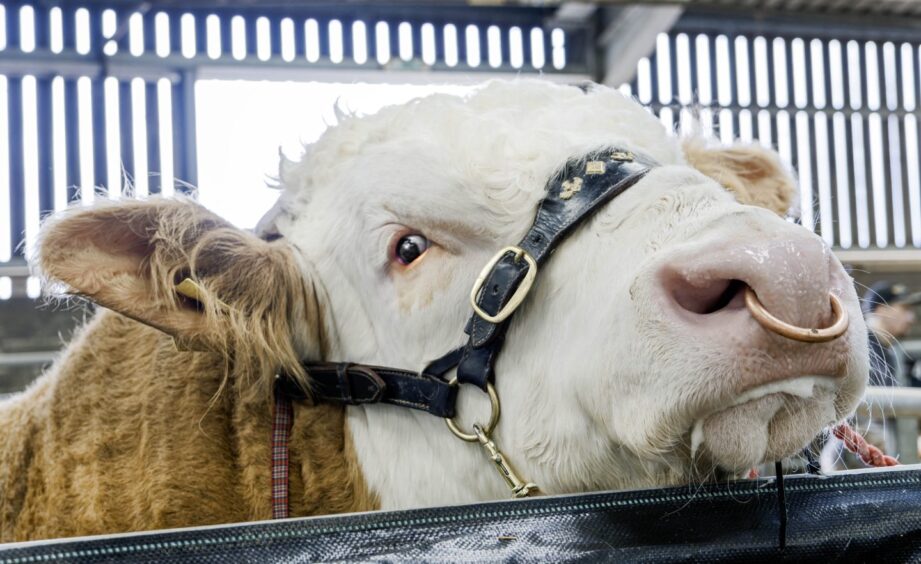 A Simmental bull in the lines at Stirling.