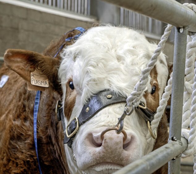 Another of the Green family's entries in the Simmental classes, Corskie Plasma.