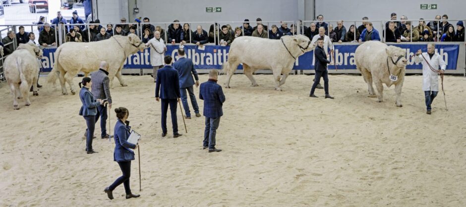 Charolais judging at Stirling Bull Sales.