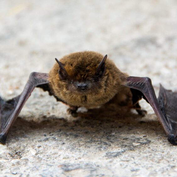 A common pipistrelle bat.