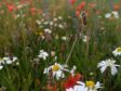 “Aberdeen B-Lines” is a Buglife partnership project that aims to transform 20 hectares of grassland within the city into nature-rich, pollinator friendly wildflower habitats.  Photo by: Ruth Quigley.