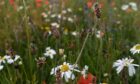 “Aberdeen B-Lines” is a Buglife partnership project that aims to transform 20 hectares of grassland within the city into nature-rich, pollinator friendly wildflower habitats.  Photo by: Ruth Quigley.