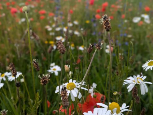 “Aberdeen B-Lines” is a Buglife partnership project that aims to transform 20 hectares of grassland within the city into nature-rich, pollinator friendly wildflower habitats.  Photo by: Ruth Quigley.