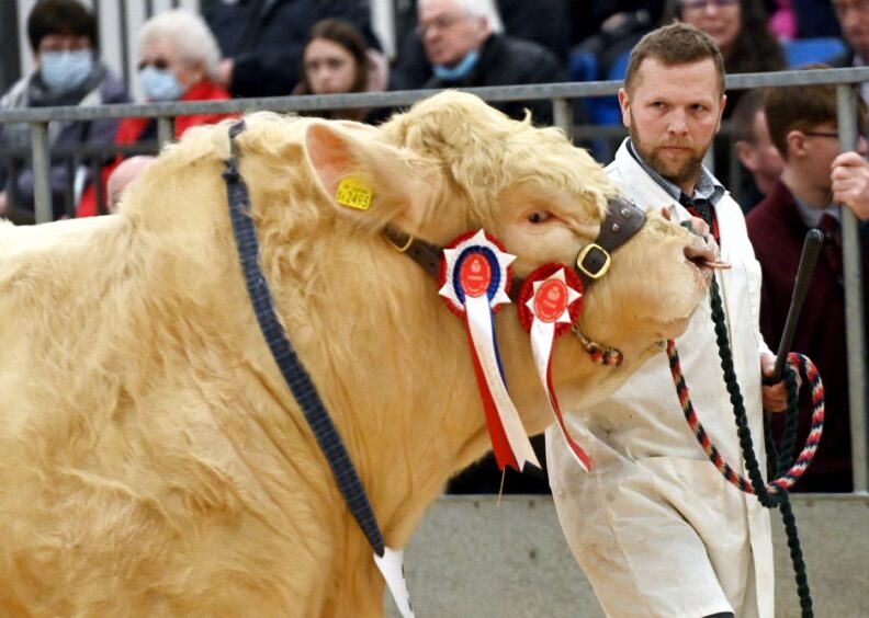 The champion bull, Elgin Robocop, at the 2022 Royal Northern Spring Show