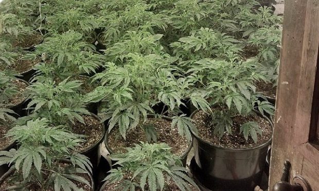 Drugs worth £125,000 were found on Skye. Police issued a picture of the cannabis plants.