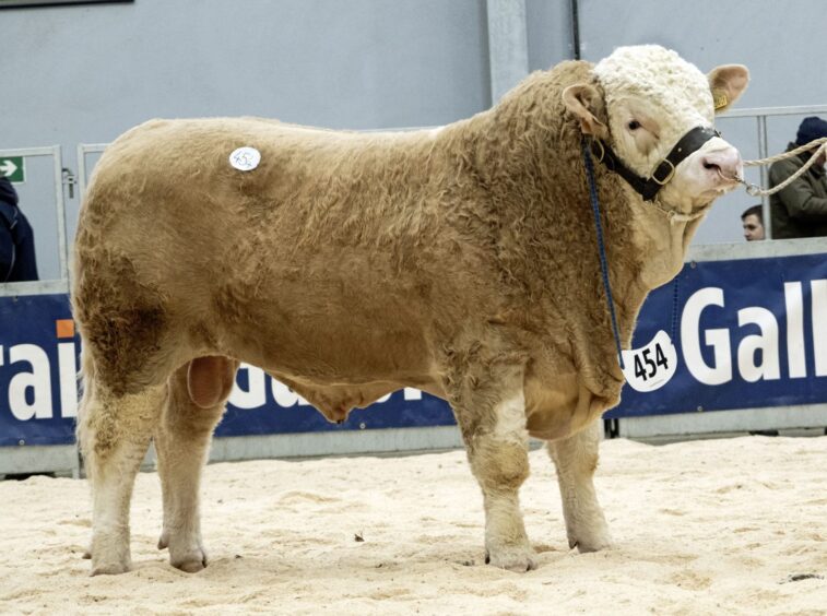 Corskie Phoney was among bulls selling for 13,000gns.