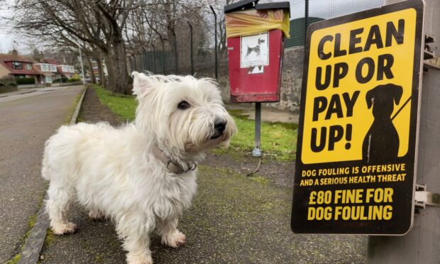 Dog owners could face a fine of £80 on the spot if caught by the new wardens. Image: DC Thomson.