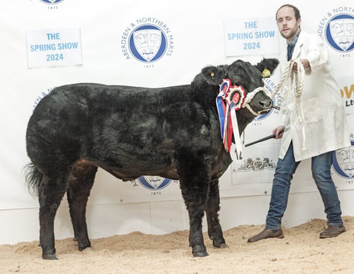 Last year's overall champion in the exhibition cattle section. 