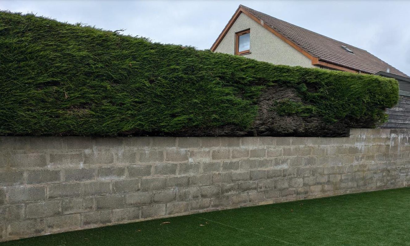 The Fraserburgh high hedge is 2.45m tall