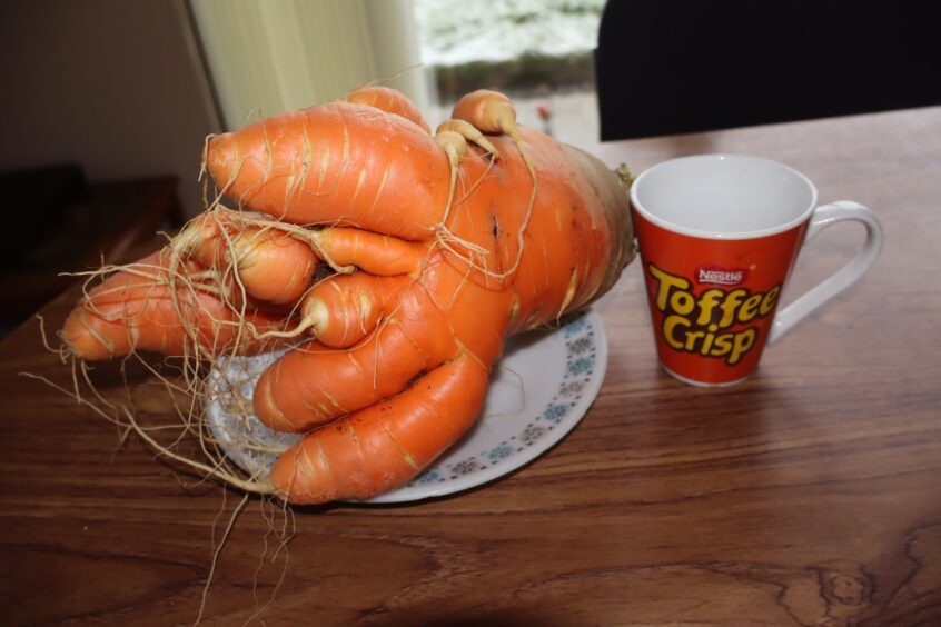 Giant carrot