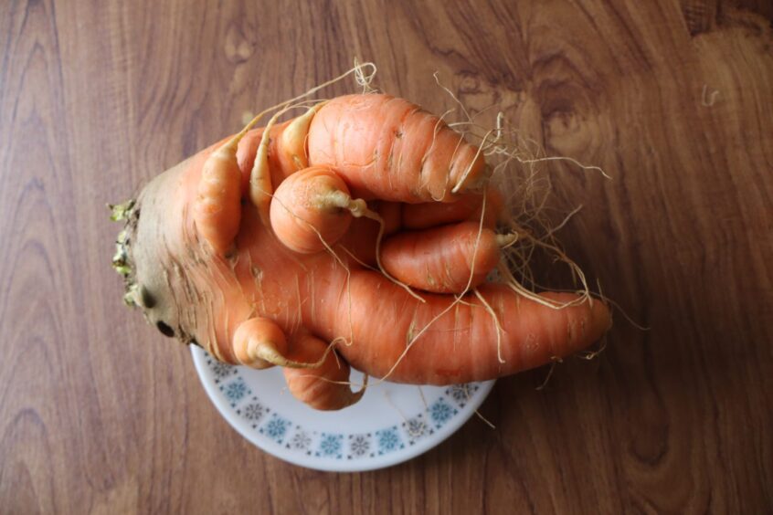 Giant carrot