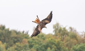 The red kite was found to have been shot after an investigation. Image: Kim Cessford/DC Thomson.