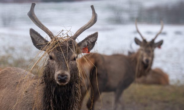 Stags near Auchenblae. Image: Kath Flannery/DC Thomson