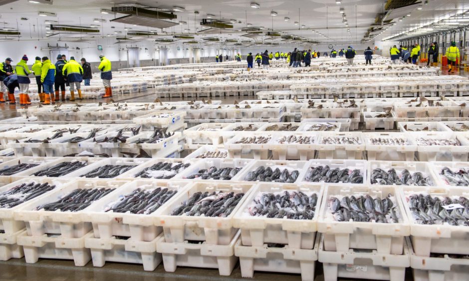 6000 boxes were for sale that day at Peterhead Fish Market. Image: Kami Thomson/DC Thomson