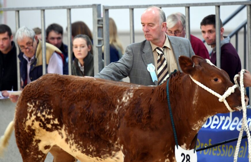 Dermot Small judging at a cattle show at Thainstone in August 2018.