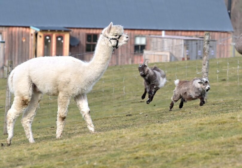 Alpaca.