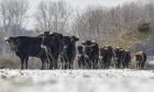 Trees for Life plans to reintroduce a herd of wild cattle to Dundreggan. Image: Grazelands Rewilding