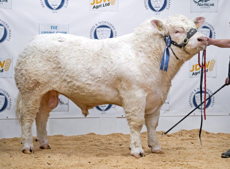 Last year's top selling bull from R & N Barclay, Harestone, Crathes