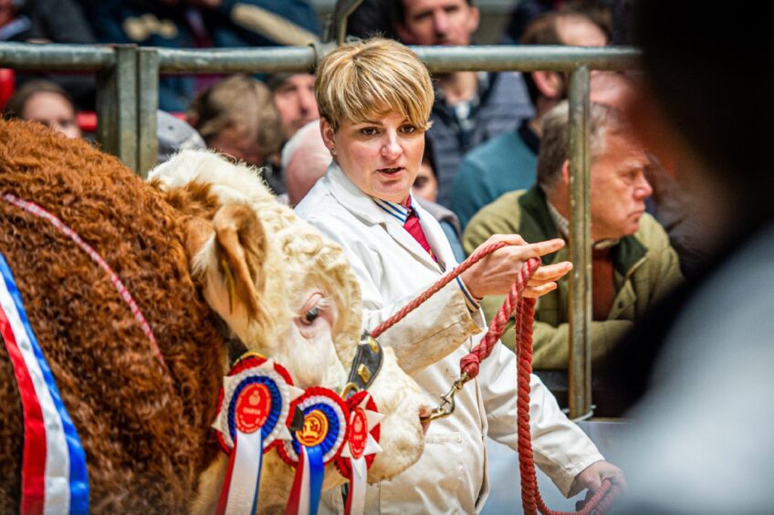 Champion Simmental, Islavale Marshall going through the sale ring at the Spring Show in 2023 