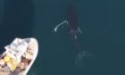 Humpback whale next to fishing boat on the left.