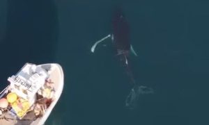 Humpback whale next to fishing boat on the left.