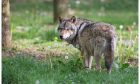 Could wolves be introduced back into the Highlands? Image: Shutterstock