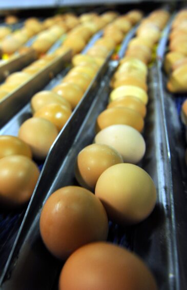 Farmlay eggs rolling off the production line. 