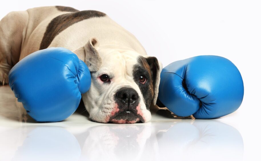 This is a dog in boxing gloves. Image: Lena Voynova/Shutterstock