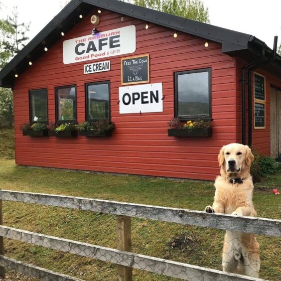 Golden retriever Bain with his paws up on the fence outside a red timber hut cafe 