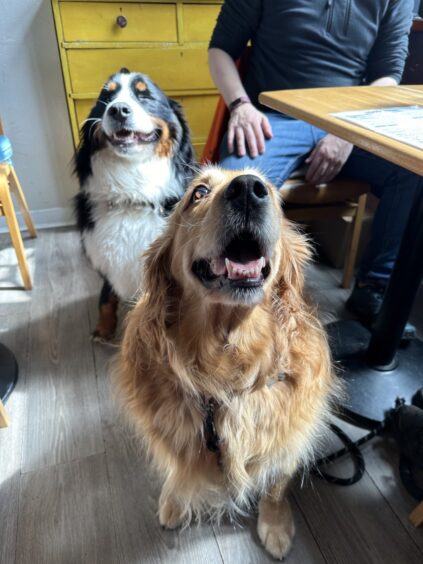 Dogs-in-Spider-on-a-Bicycle-cafe-in-Station-Square-Aboyne