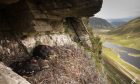 Golden eagle twins that hatched in the Cairngorms. Image: Ronan Dugan/WildLand Limited