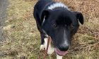 Skye the dog who has been stolen from Caithness