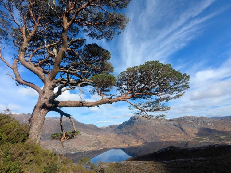 The lone Scots pine. 