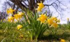 Beautiful daffodils in Duthie Park on the first day of spring. Image: Darrell Benns/DC Thomson