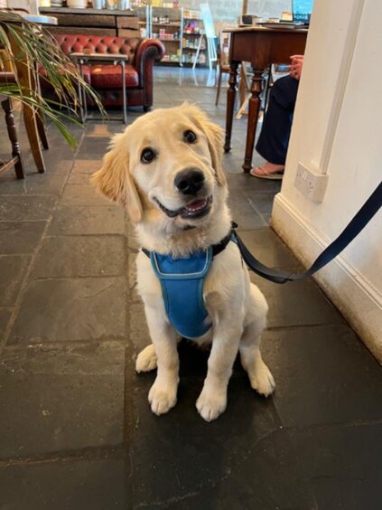 A golden retriever puppy at Foodstory in Thistle Street, Aberdeen.