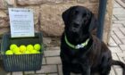 Otis sadly passed away in 2023 though his tennis ball library continues in memory of him. Image: Supplied.