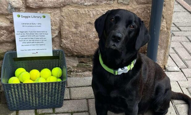 Otis sadly passed away in 2023 though his tennis ball library continues in memory of him. Image: Supplied.