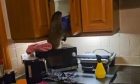 Video screenshot showing otter in kitchen