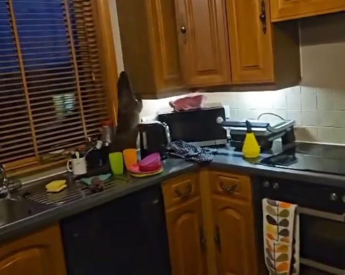 Otter in kitchen