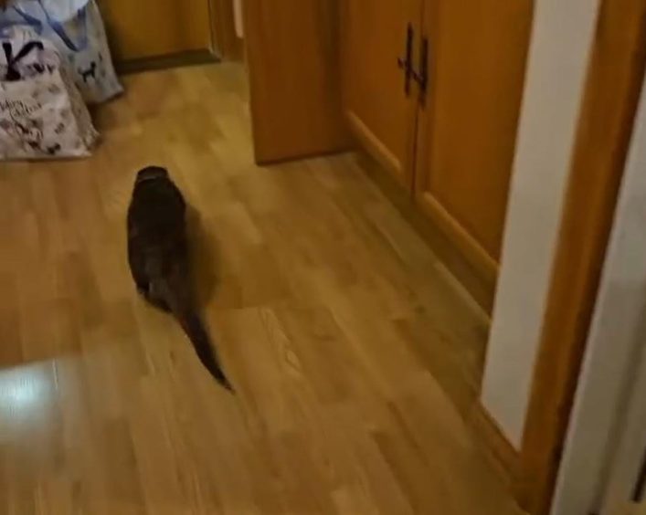 Otter on kitchen floor