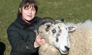 Irene Mackay of Auldearn with some of her rescue sheep flock.