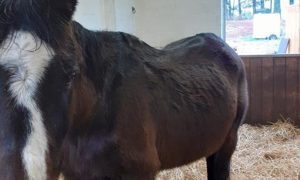 Louise Emslie failed to properly care for seven horses and caused unnecessary suffering to one pony named Jazzie, pictured.